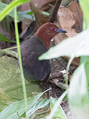 Black-banded-Crake_000401