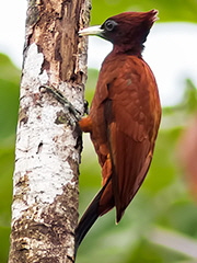 Purple-bibbed-Whitetip