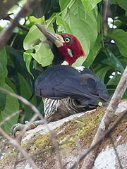 Empress-brillinat-Juv