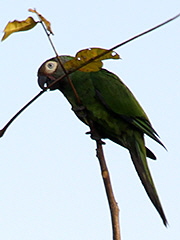 Violet-tailed-Sylph