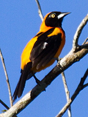 Glistening-green-Tanager