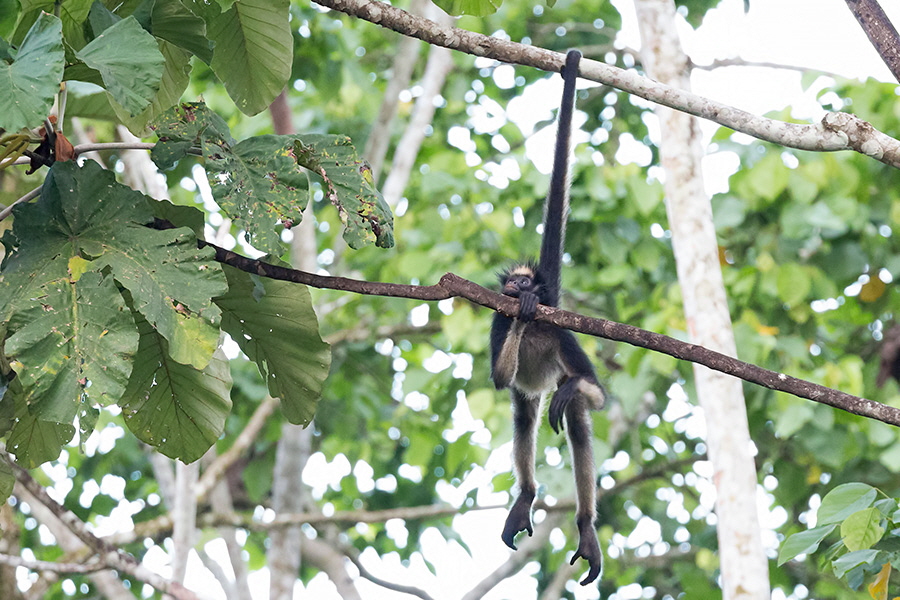 Spider-Monkey_llarge-009893