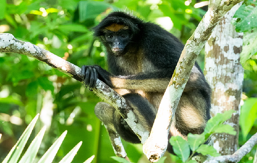 Spider-Monkeyx640_002110