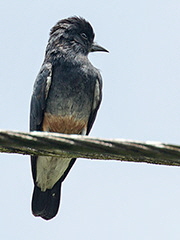 Swallow-winged-Puffbird_small-002049