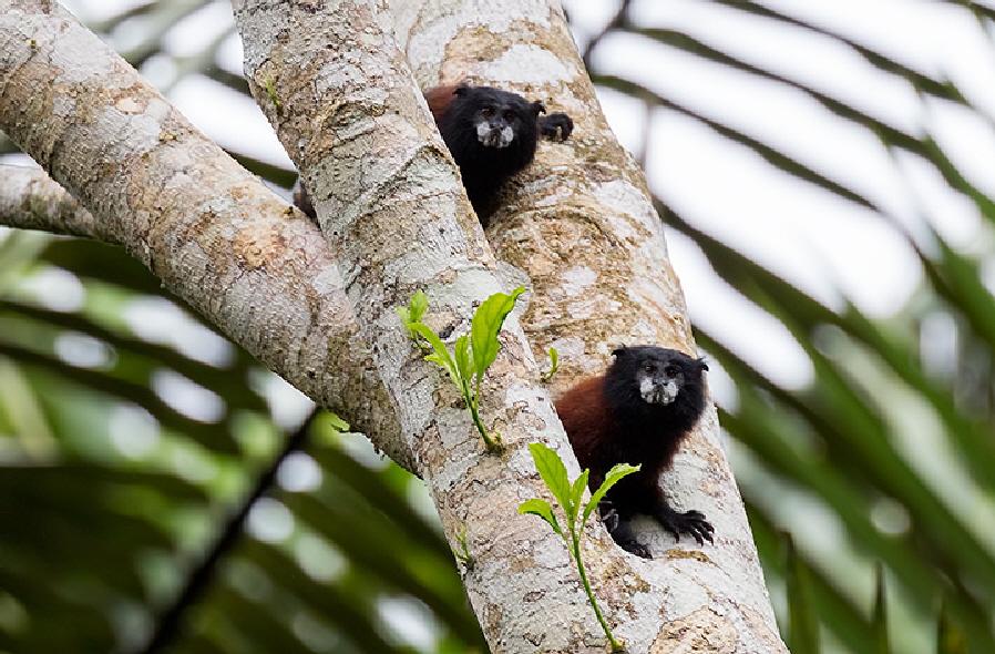 Tamarin-Monkeyx720_002057