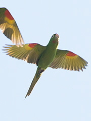 Flame-faced-Tanager